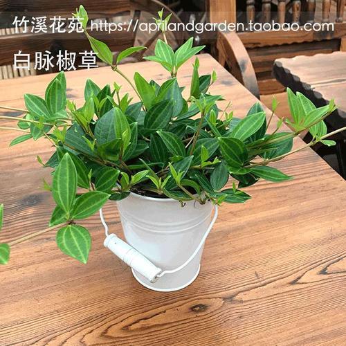 钻石翡翠白脉椒草绿萝轮叶豆瓣绿绿植盆栽吊兰办公室观叶植物凌_7折