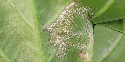 油菜霜霉病是由油菜寄生霉菌引起的一种病害低等真菌病害.