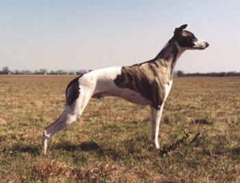 惠比特犬whippet
