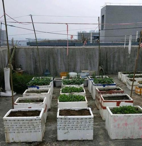 70岁老太太,在自家楼顶种菜园子,用泡沫箱做花盆:壮观!