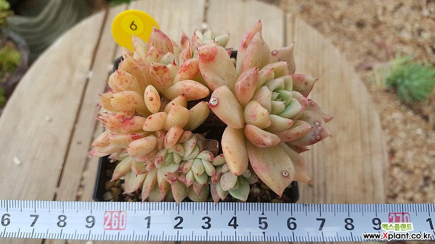 拉霍亚缀化 多肉植物