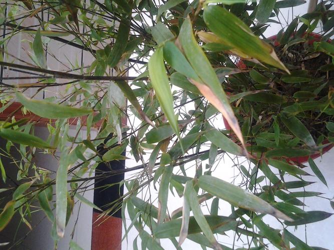 我的盆栽竹子黄叶了.怎么办?