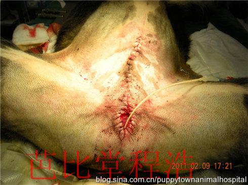 去势后,阴囊基部造口