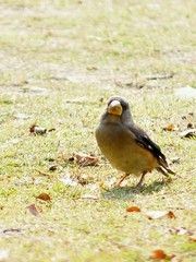 1200mm长焦2.8大光圈抓拍黑尾蜡嘴鸟