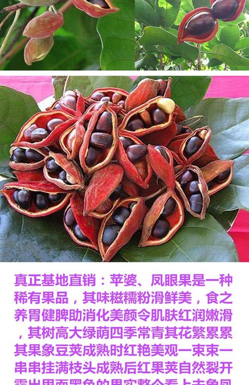 苹婆苗凤眼果苗萍婆苗禄旺苗九层皮苗富贵子树苗带土杯带叶包邮苹婆苗