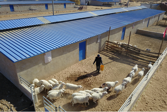 在甘肃省武威市古浪县黄花滩生态移民区富民新村,村民李应川在喂羊