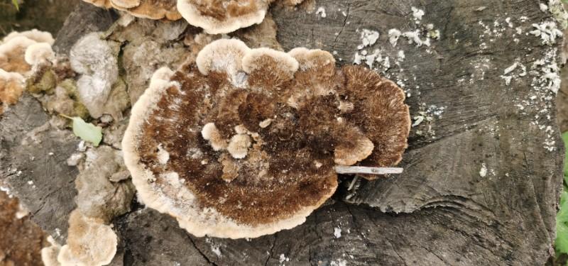 树舌--让胡路区