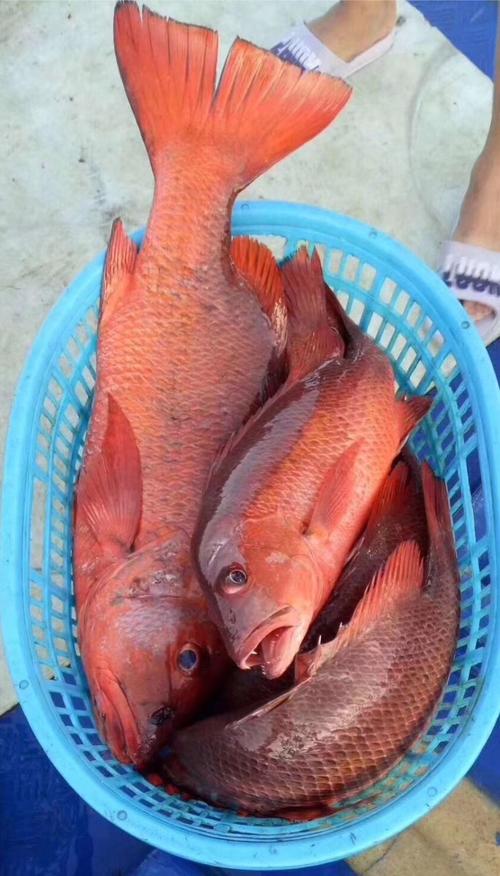 超值!南油新鲜野生钓口红友鱼55元/斤超低团购价大甩卖