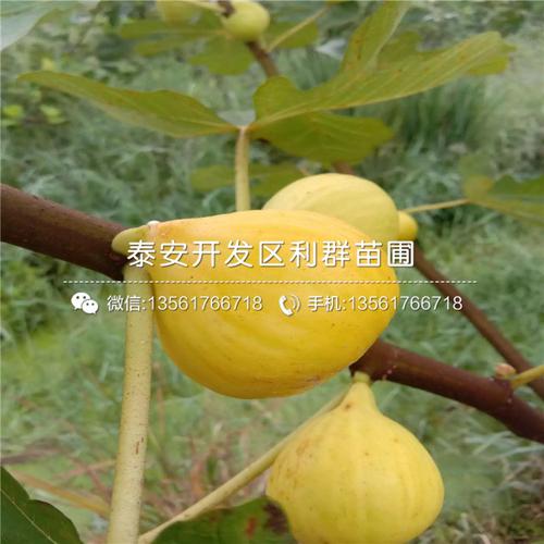 新品种中国紫果无花果树苗,中国紫果无花果树苗多少钱