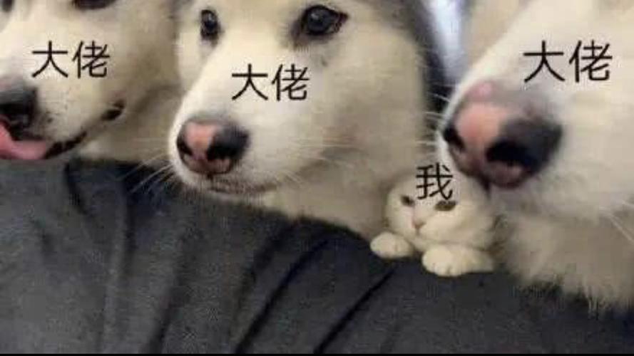 每当我的沙雕或小作文被转出圈时…… (图源网络 侵删