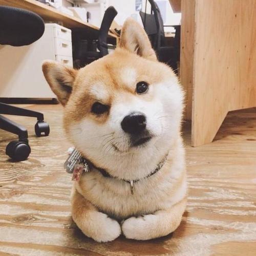超治愈笑容/憨憨柴犬头像