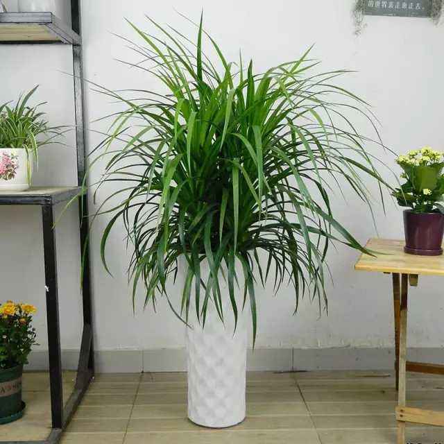 龙血树什么人不能养龙血树的风水作用