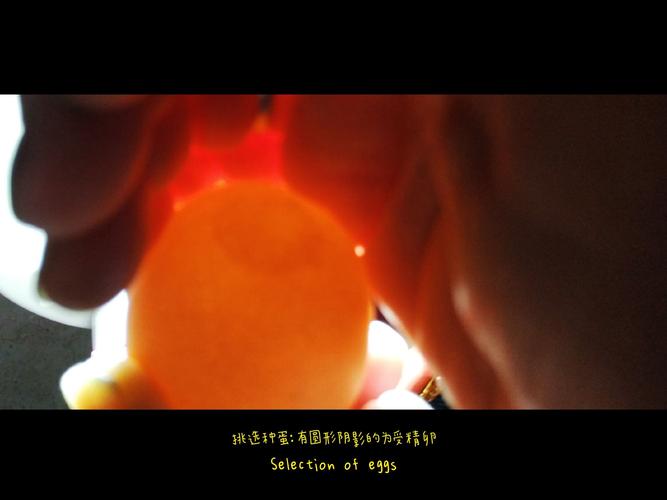 疫情期间· 宅家孵小鸡 ‖ 岁月波光粼粼,赋予爱与生命