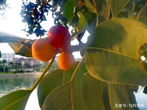 金灿灿的高山榕果实,让人喜忧参半