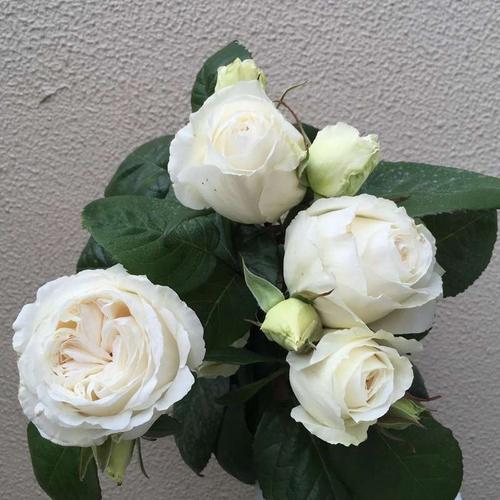 切花月季花苗天鹅古董大花浓香四季开花玫瑰花苗盆栽花卉阳台绿植