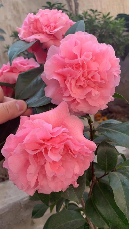 茶花品种(茶花品种欣赏)