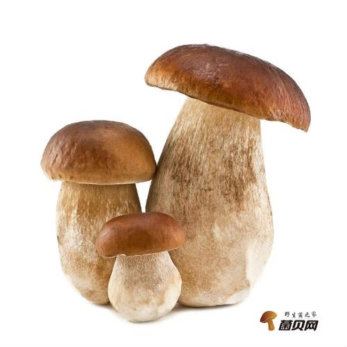 白牛肝菌图片大全