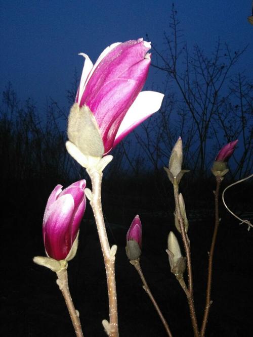 静夜里的玉兰花