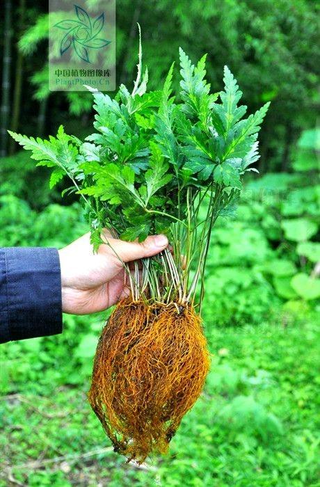 黄连,别名味连,川连,鸡爪连,属毛茛科,黄连属多年生草本植物.