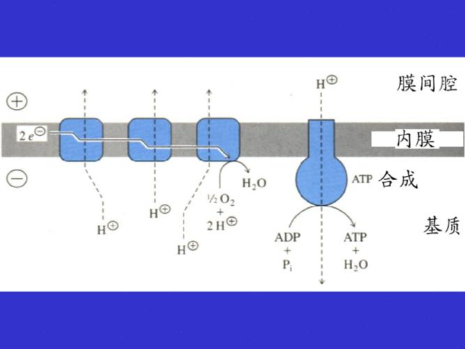 12 电子传递和氧化磷酸化 - page 6