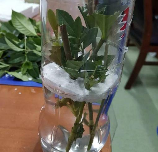 原创矿泉水瓶水插栀子花枝条,1周出白根,20天后白根5厘米准备上盆
