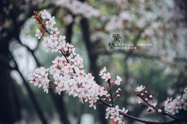惊蛰