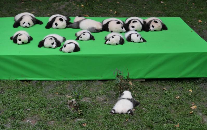 小熊猫萌图图片:圆滚滚地掉下来图片