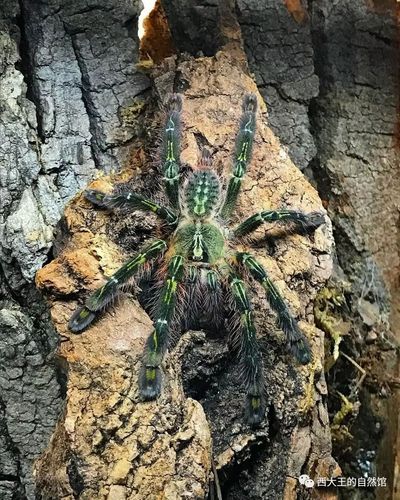 poecilotheria rufilata 石板红华丽雨林 捕鸟蛛