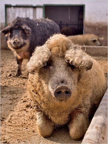 林肯郡卷毛猪的物种学史
