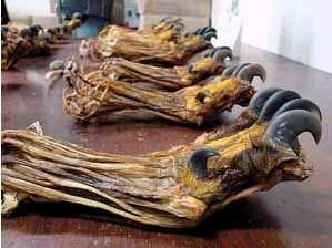 【图文】澳门海关截获一偷运虎爪虎鞭入境者--北方网