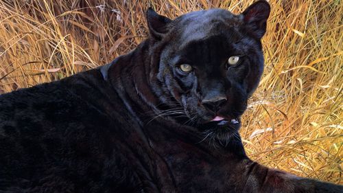 黑豹,休息,草 750x1334 iphone 8/7/6/6s 壁纸,图片,背景,照片