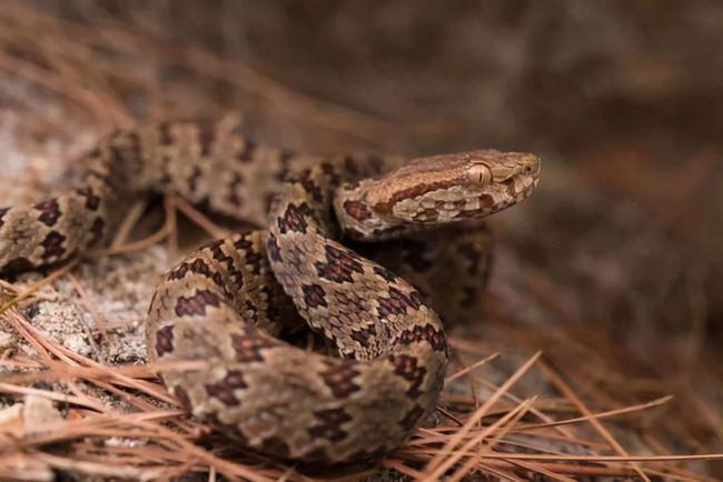 如何防止蛇进屋?