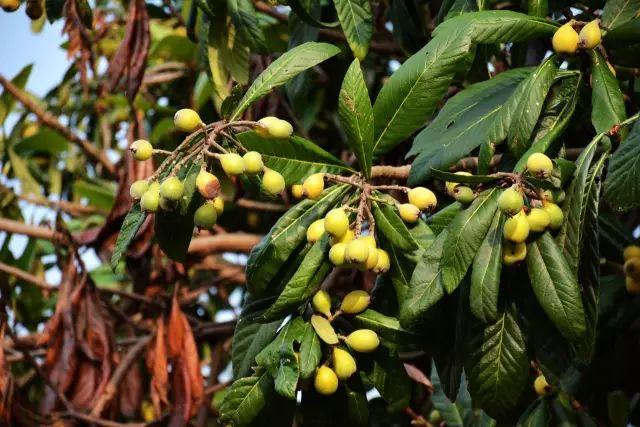 农村路边的树上结满了金黄色的果子,压满树枝,吃起来味道甜美!