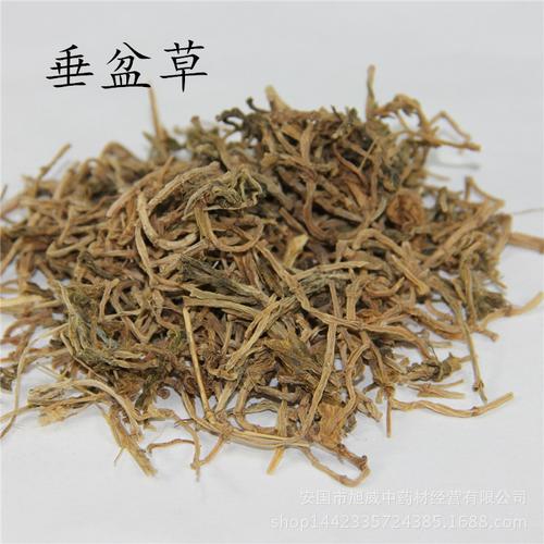 大货供应 中药材又名:垂盆草,佛甲草 药用保含量 加工