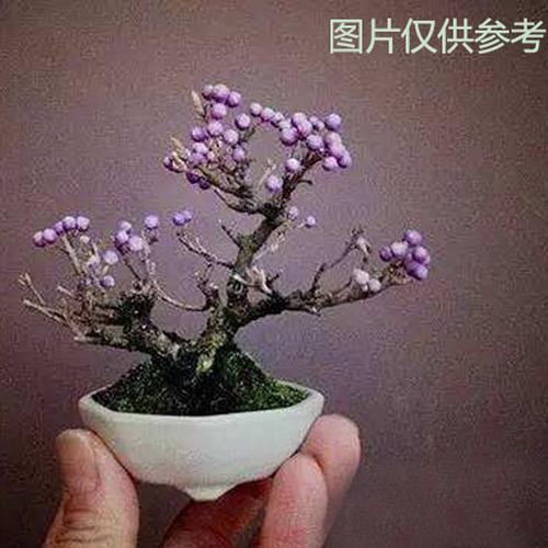 日本微型植物盆景盆栽迷你小景观 紫珠 紫式部小品 会开花结果