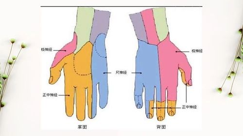 其它 手麻的辨析 写美篇支配手部感觉的三大神经:正中神经,桡神经,尺