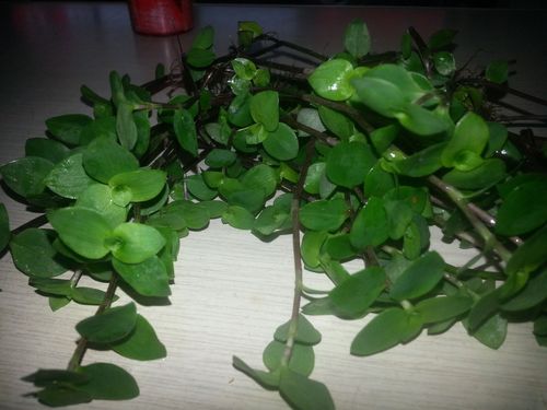 铺地锦竹草的药用价值