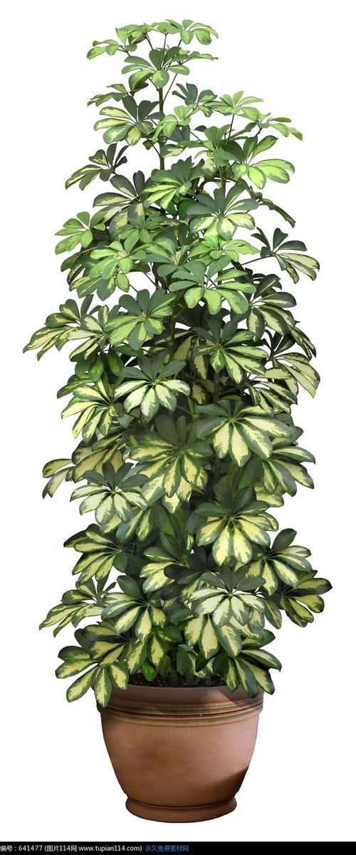 花叶鸭脚木