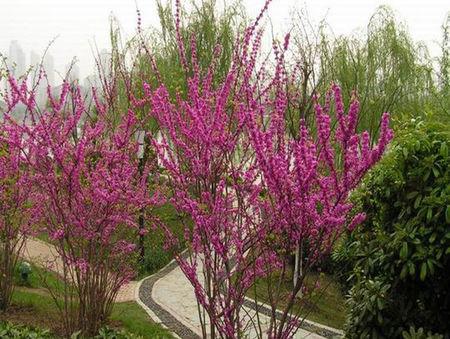 春天贴着树干上开着一丛丛粉红色的花叫什么名字?