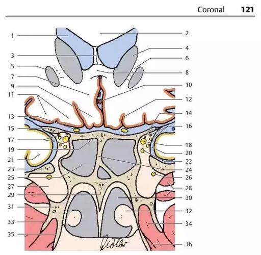 超全神经系统解剖图