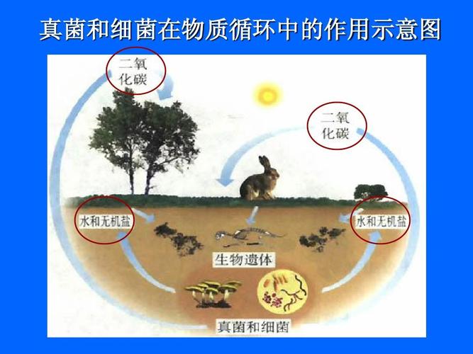 4.4 细菌和真菌在自然界中的作用 课件(人教版八年级上)(3)ppt