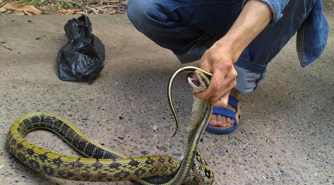 江苏88岁老太家中跑进大蛇消防员擒拿后放生家里进蛇可以吃吗