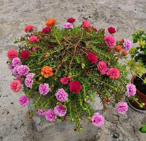 养盆栽太阳花,注意5点,疯长爆盆,枝上都是花儿,天天开不停