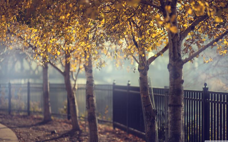 精选深秋森林景色唯美高清电脑壁纸