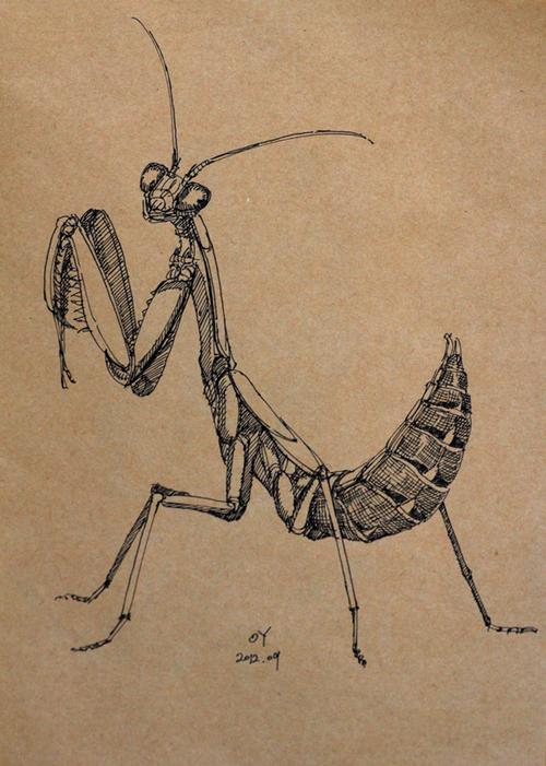oy手绘:一些螳螂