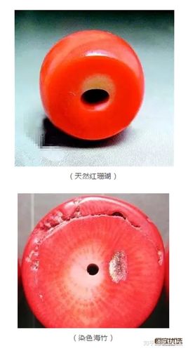 红珊瑚与染色海竹的区别是什么?