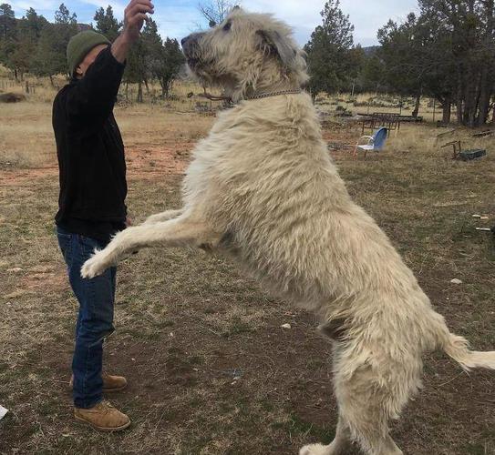图为主人正在训练爱尔兰猎狼犬,这个角度看是不是根绝特别的巨大.