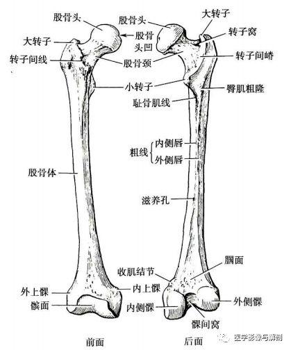 图文解剖自由下肢骨股骨胫腓骨髌骨详细解剖