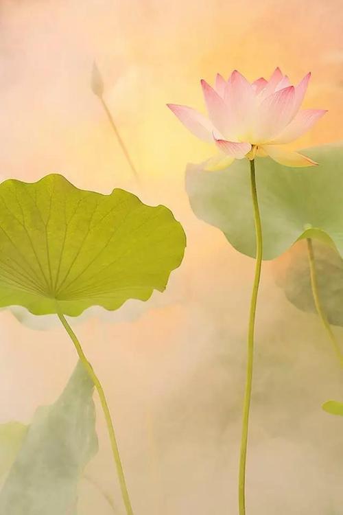 赏读:心静如水,莲花自开