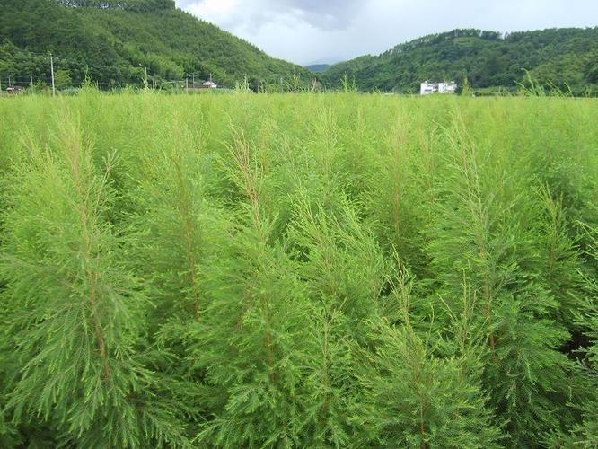 互叶白千层澳洲茶树精油提取设备